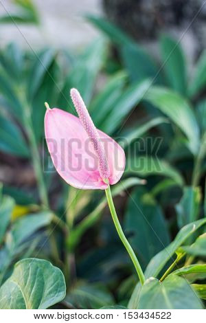 anthurium flower , beauty in nature , pink