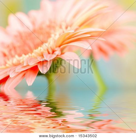 Rosa Margarita-gerbera con desenfoque, reflejado en el agua