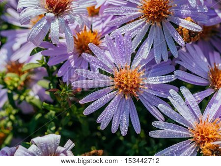 Vibrant bright purple daisy flowers in a pattern filling the frame