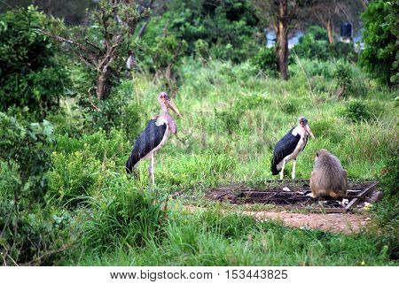 Two marabouts and a baboon eats rest of a barbecue