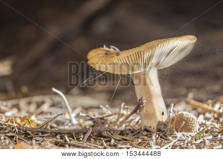 Small mushroom with flying spore around in the air.
