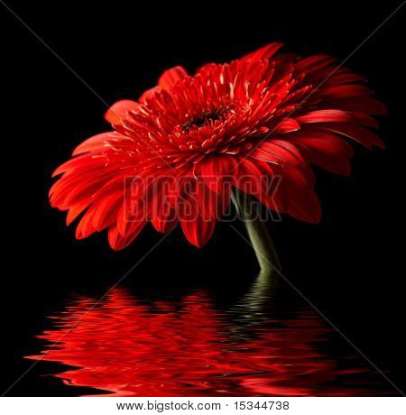 Rød daisy-gerbera på sort baggrund