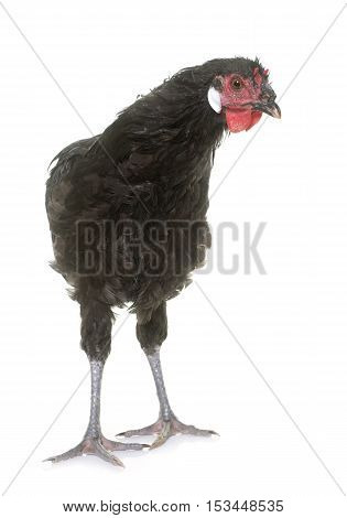 la Fleche chicken in front of white background