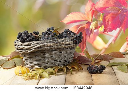 Aronia (chokeberry) in a wicker basket on a wooden table on a background of red and green leaves