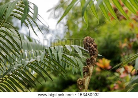 Closeup of a new fern leaf curl