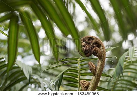 Closeup of a new fern leaf curl