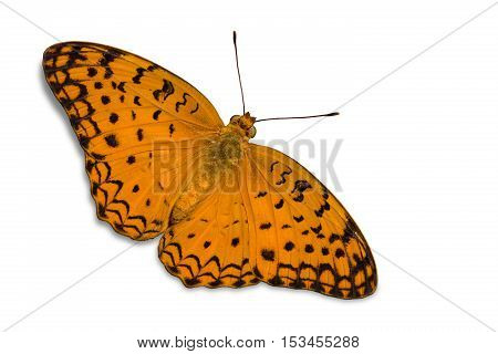 Common Leopard Butterfly