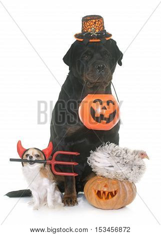 pet and halloween pumpkin in front of white background