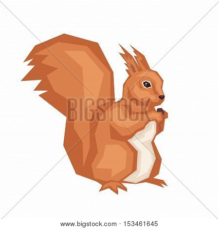 the squirrel gnaws nut. wild forest animal