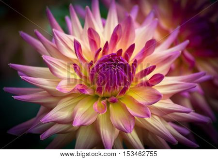 Closeup of a beautiful dahlia flower in pink pastel tones