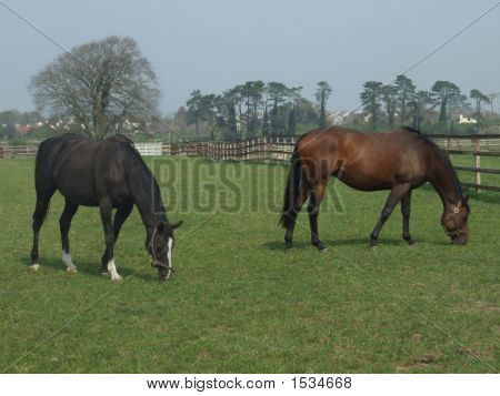 Dois cavalos