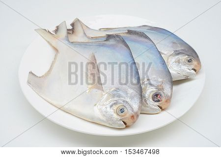fresh pomfret isolated on a white background