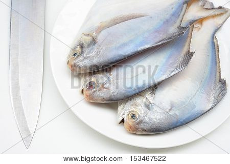 fresh pomfret isolated on a white background
