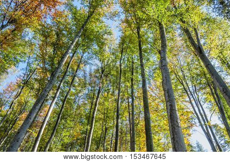Looking Up In The Autumn Forest. Below view.