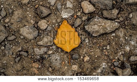 Yellow leaf on the ground, autumn, colors of autumn, fall, autumn pattern, autumn background, yellow leaves, autumn texture, fall back, autumn back, hello autumn
grunge autumn background, grunge leaf