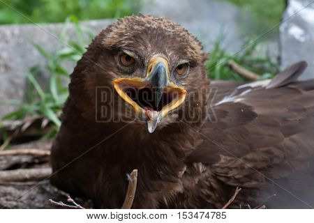 Steppe eagle (Aquila nipalensis). Wildlife animal. 