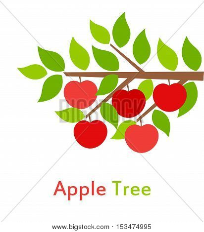 Apple tree branch with leaves and fruits illustration