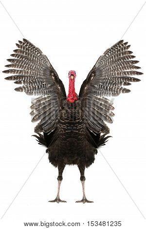 Turkey