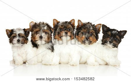Group Of Biewer Yorkie Puppies