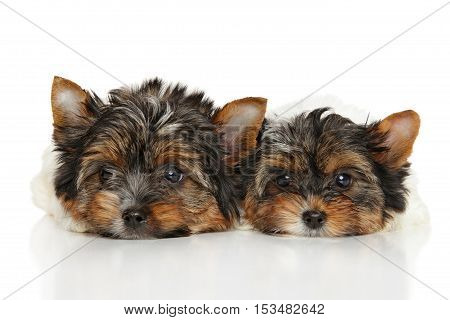 Biewer Yorkshire Terrier Puppies