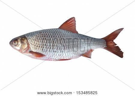 fish rudd on a white background, studio shot