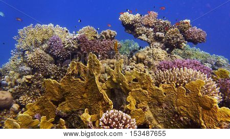 Beautiful healthy coral reef colorful in its diversity
