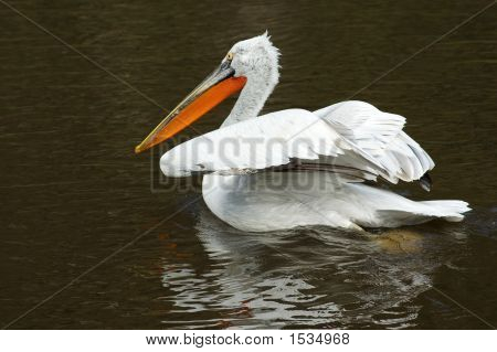 Pelican