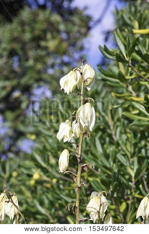 detail of jucca flower in a garden