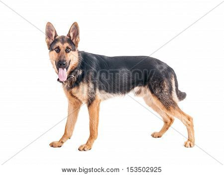 Beautiful young shepherd on a white background