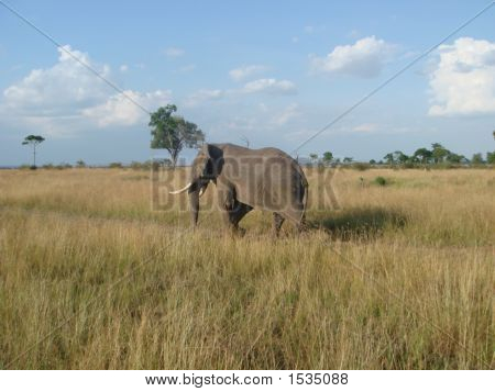 Elefant in Bewegung