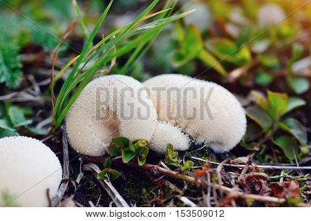 Young Puffballs Mushroom In The Autumn Forest Close-up View