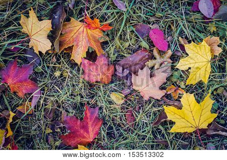 Colorful autumn fallen leaves. Red and orange autumn leaves background. Colorful and bright background made of fallen autumn leaves. Autumn fall scene. Top view. Copy space.