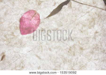 White mulberry paper with pink petal texture background
