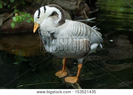 Bar-headed goose (Anser indicus). Wildlife animal. 