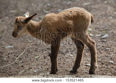 Alpine chamois (Rupicapra rupicapra rupicapra). Wildlife animal. 