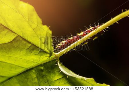 Macro Of Painted Jezebel (delias Hyparete) Caterpillars On Their Host Plant Leaf In Nature,butterfly