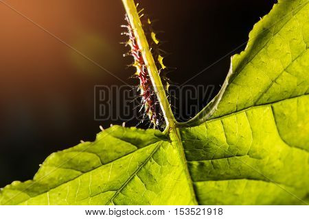 Macro Of Painted Jezebel (delias Hyparete) Caterpillars On Their Host Plant Leaf In Nature,butterfly