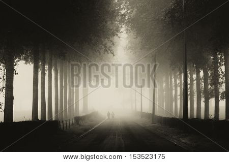 Ghostly appearances in the mist on a tree-lined road
