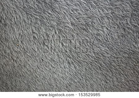 Malayan tapir (Tapirus indicus), also known as the Asian tapir. Skin texture.