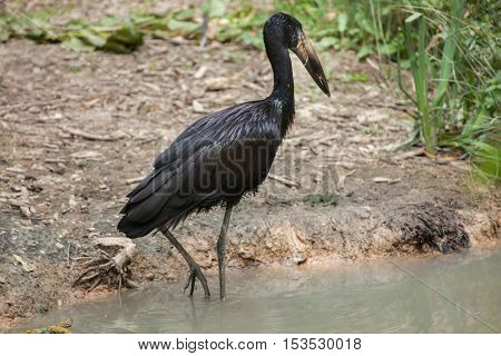 African openbill (Anastomus lamelligerus). Wildlife animal. 