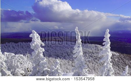 Three tops of spruce on a mountain top in snow.