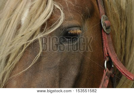 Workhorse. Grazing in the pasture. Meadow in the valley of the Bug.