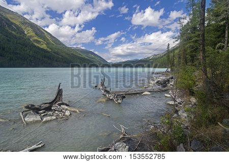 Snags near the shore. Kucherla lake. Altai Mountains Russia. Sunny summer day.
