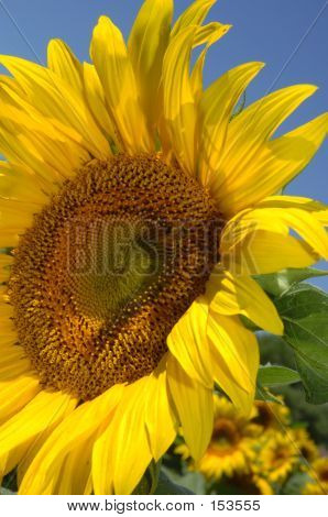 Zon bloemen gezicht