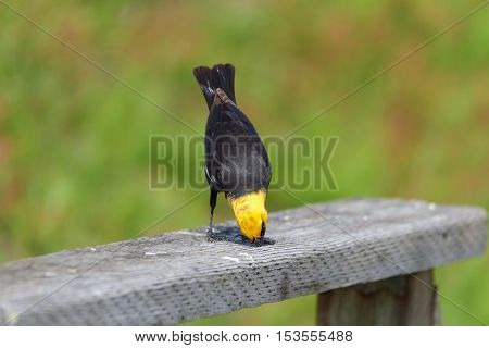 Yellow headed Blackbird spring in BC Canada