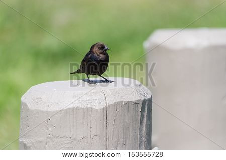 Brown headed Cowbird spring in BC Canada