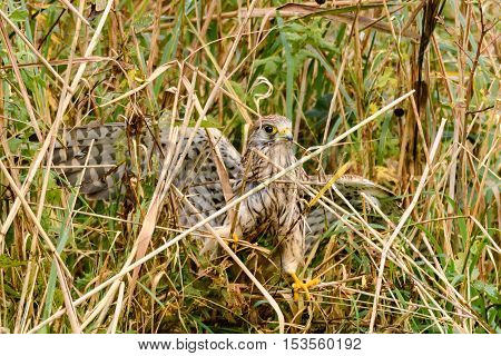 Kestrel (Falco tinnunculus) amongst reeds on ground. Female bird of prey after a missed attempt to catch prey at Shapwick Heath a wetland in Somerset UK