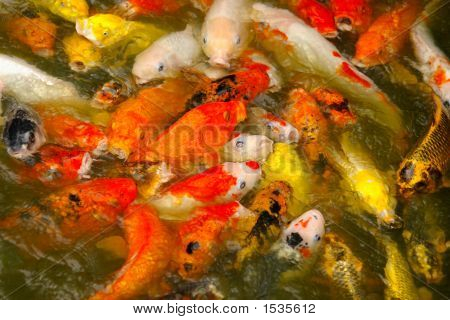 Rot und Gold Fische über Wasser