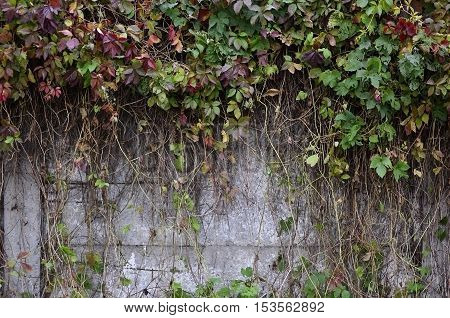 Wild wine covering a concrete wall in autumn