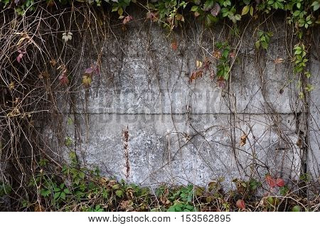 Wild wine covering a concrete wall in autumn